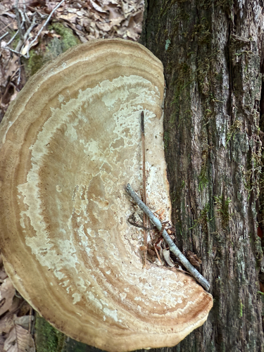 Ąžuolinis Vinguris nuotrauka