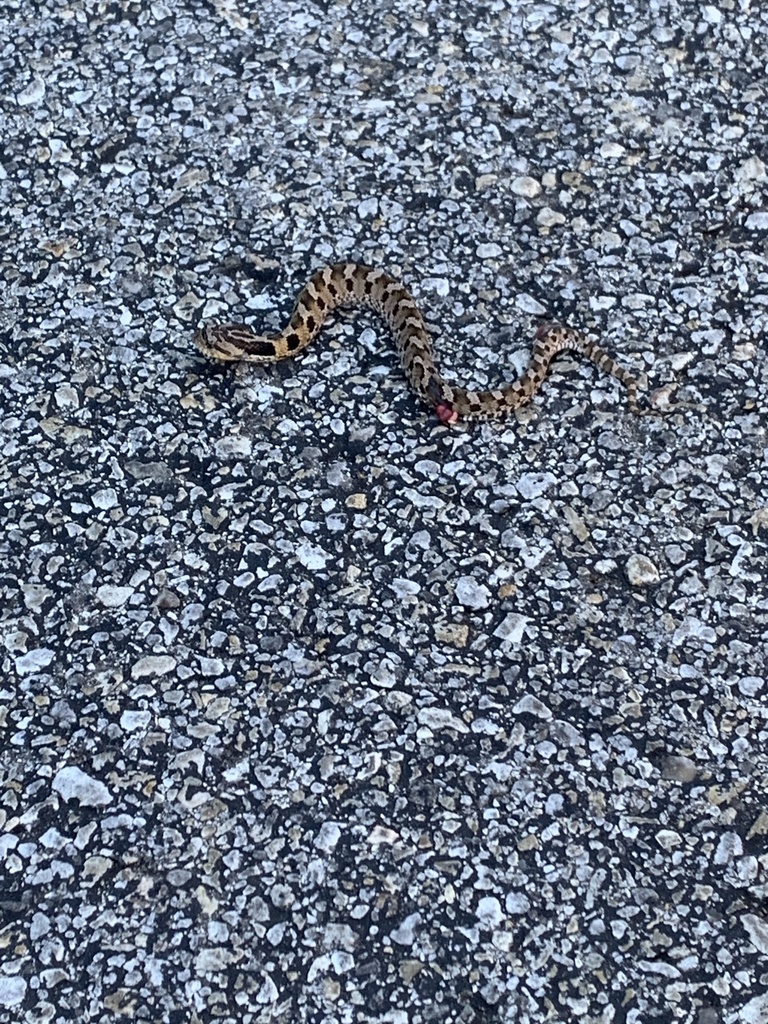 Eastern Hognose Snake from Broadway St, San Antonio, TX, US on October ...