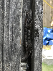 Sceloporus olivaceus