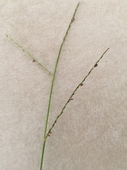 Paspalum setaceum