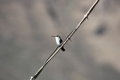 Elliotomyia viridicauda