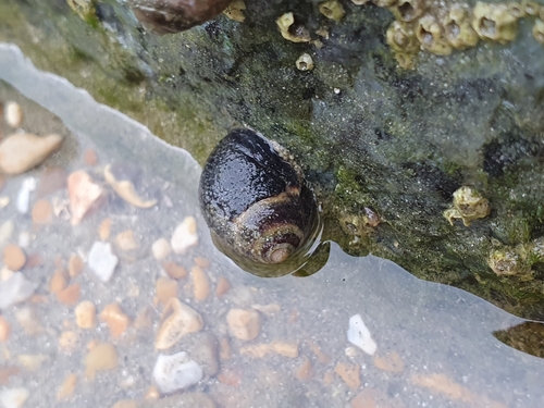 Littorina littorea