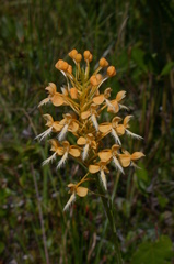 Platanthera × bicolor