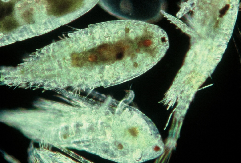 Arctodiaptomus dorsalis