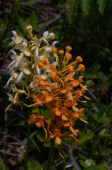 Platanthera × bicolor