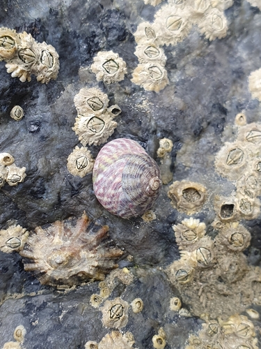 Steromphala umbilicalis
