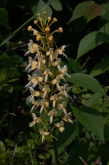 Platanthera × bicolor