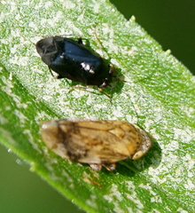 Slaterocoris