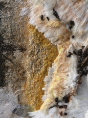 Coniophoraceae