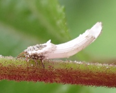 Crypticerya genistae