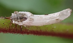 Crypticerya genistae