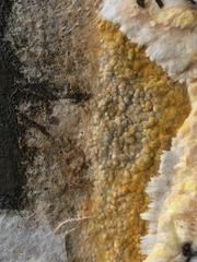 Coniophoraceae