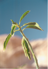 Ditaxis brandegeei
