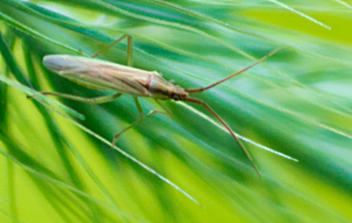 Stenodema vicinum photo 3