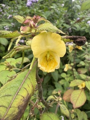 Joshua Zupan, CC0, iNaturalist via GBIF Impatiens tricornis, photograph Joshua Zupan, CC0, iNaturalist via GBIF