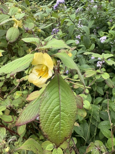 Impatiens tricornis, photograph 3