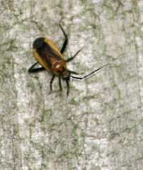 Taedia