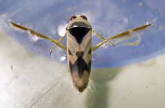 Notonecta undulata