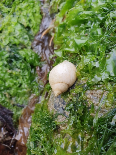 Nucella lapillus