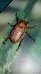Pelidnota strigosa