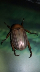 Pelidnota strigosa