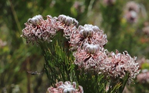 Image of Serruria acrocarpa by (c) Tony Rebelo, some rights reserved (CC BY-SA)