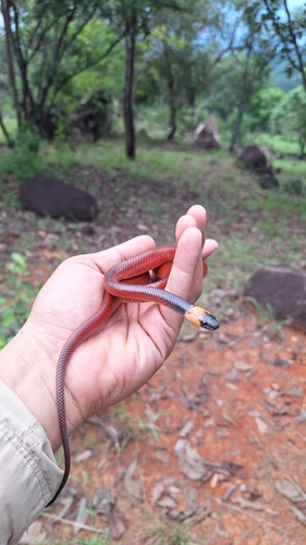 Mexican Snake Eater