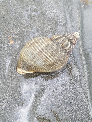 Buccinum undatum