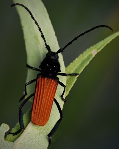 Tragidion annulatum LeConte, 1858