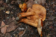Tricholoma aurantium