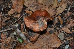 Tricholoma ustale