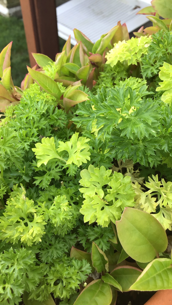 Flat-leaf parsley growing in a garden bed