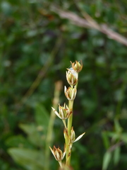 Pleea tenuifolia