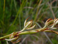 Pleea tenuifolia