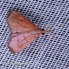 Hemiscopis sanguinea