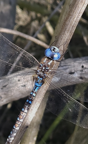iNaturalist observation photo of Blue-eyed Darner