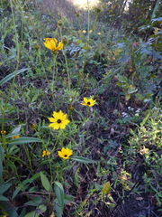 Coreopsis palustris