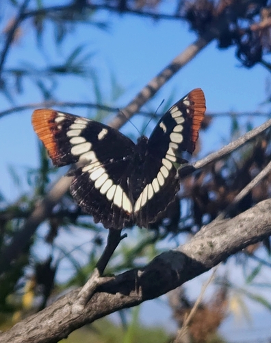 iNaturalist observation photo of Lorquin's Admiral
