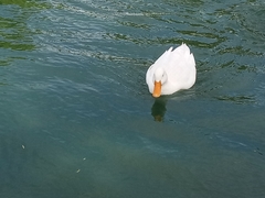 Anas platyrhynchos domesticus