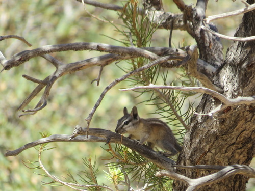 Panamint Chipmunk observed by sydney_tuiofea