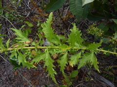 Dysphania anthelmintica