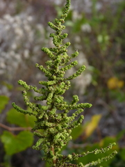 Dysphania anthelmintica