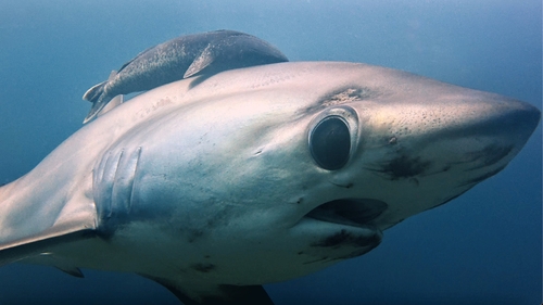 Pelagic thresher (Alopias pelagicus) — Alopiidae — 5
