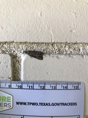 Lepidoptera