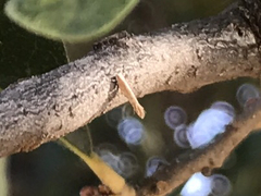 Lepidoptera