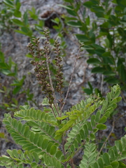 Amorpha herbacea