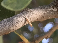 Lepidoptera