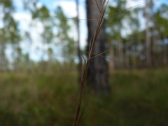 Aristida simpliciflora
