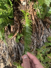 Polystichum imbricans imbricans