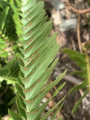 Polystichum imbricans imbricans